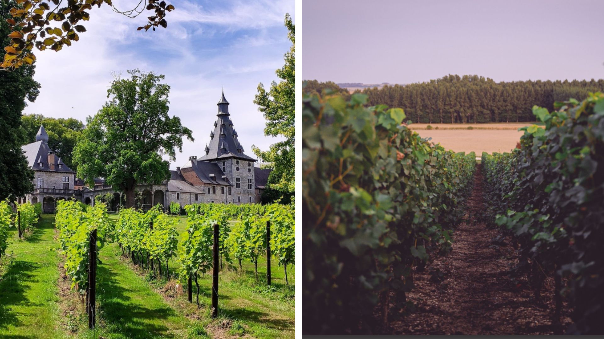 2 lieux d’exception pour un team building unique dans les vignobles en Belgique